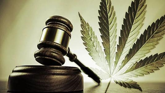 阳光boy贩卖大麻被刑拘，王平聚刑事团队受托…